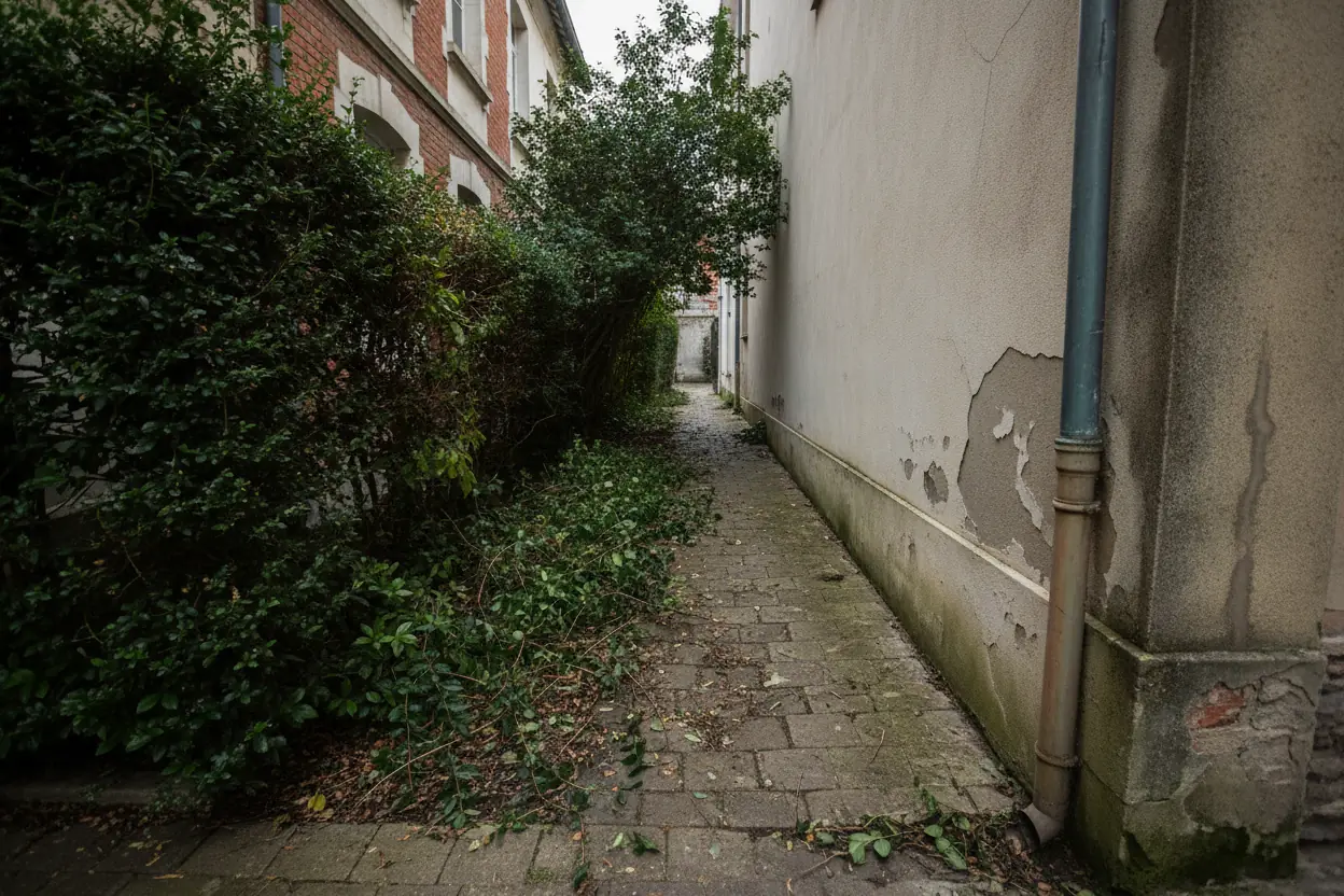 Haie débordant dans un passage étroit avant taille au Havre